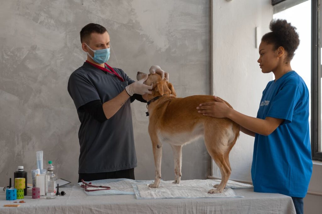 veterinari visitano un cane