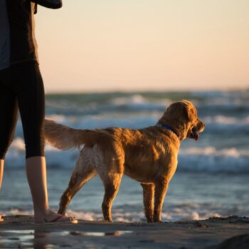 cane al mare al tramonto con il suo padrone