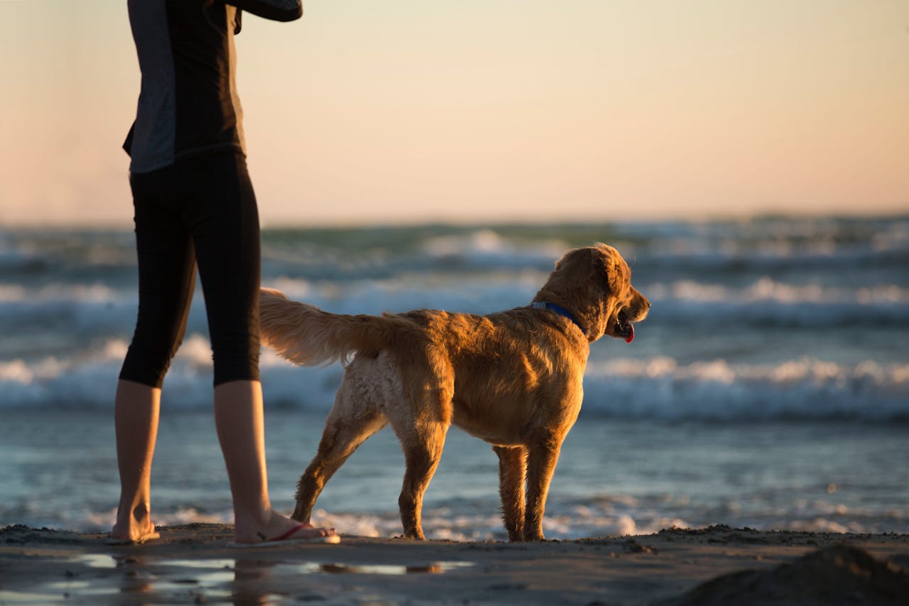 cane al mare al tramonto con il suo padrone